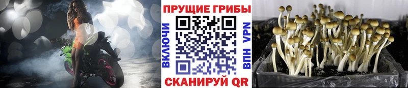 Псилоцибиновые грибы прущие грибы  Новоаннинский 
